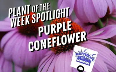 Plant of the Week: Purple Coneflower