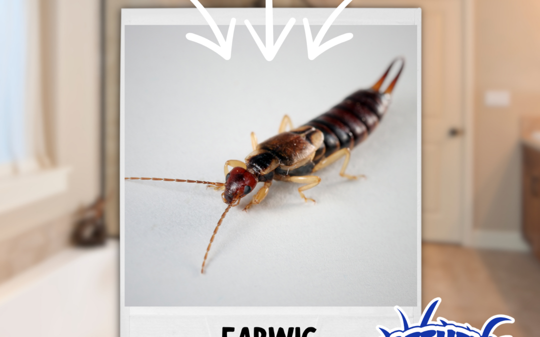 The Real Reason Earwigs Are Coming Inside Right Now