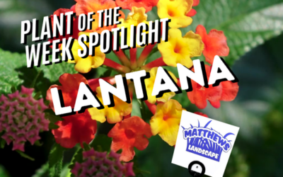 Plant of the Week: Lantana