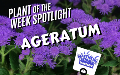 Plant of the Week: Ageratum
