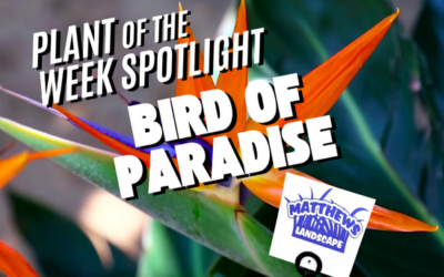 Plant of the Week: Bird of Paradise