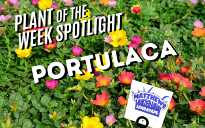 Plant of the Week: Portulaca