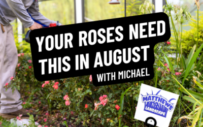 Your Roses NEED This in August