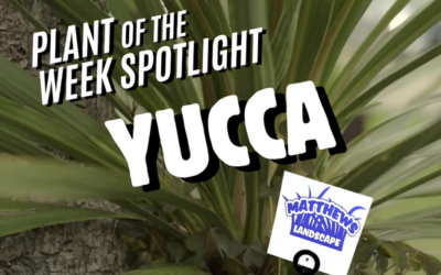 Plant of the Week: Yucca