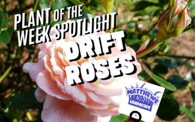 Plant of the Week: Drift Roses