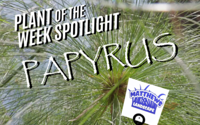 Plant of the Week: Papyrus