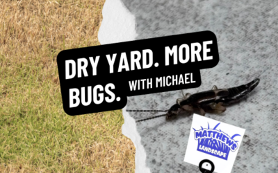 Dry Yard= More Pests