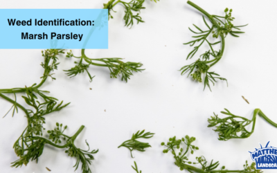 Weed Identification: Marsh Parsley