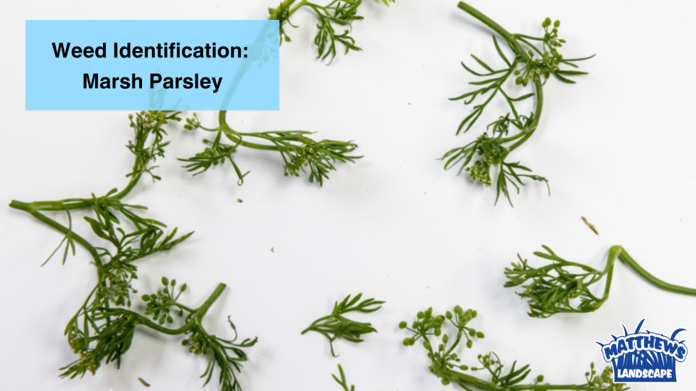 Weed Identification: Marsh Parsley