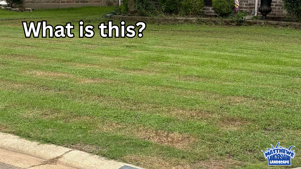 Yellow Patches In Bermuda Grass