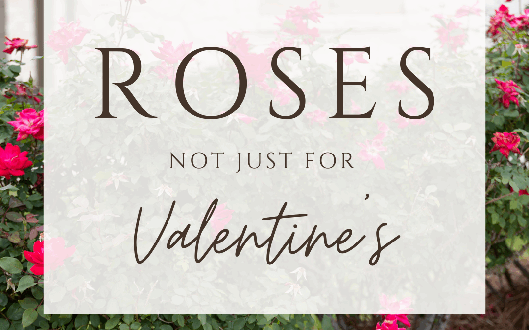 It’s Time to Trim Roses