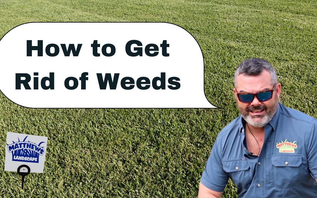 How to get rid of weeds in your lawn