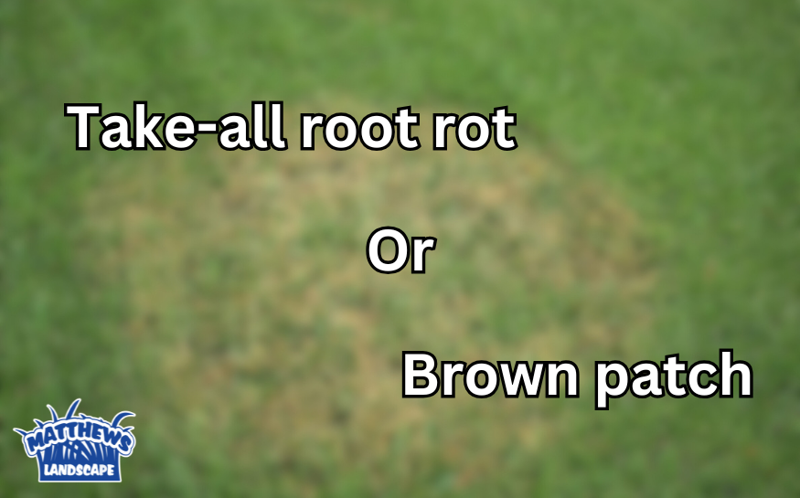 Look Out for Lawn Fungus