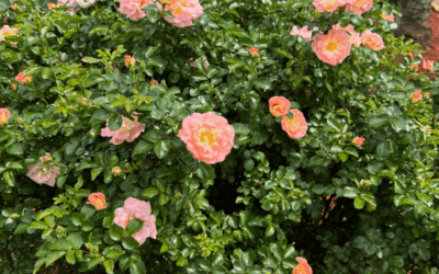 Alternative to Knockout Roses