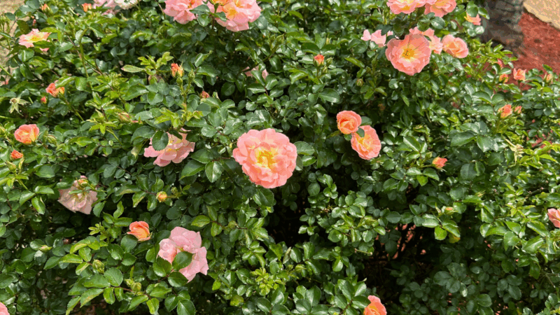 Alternative to Knockout Roses