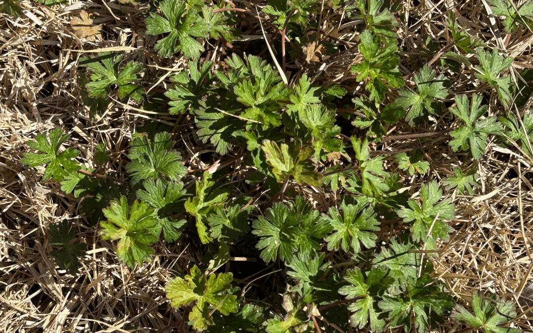 Weed Identification: Carolina geranium