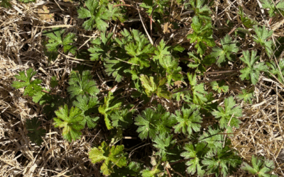 Weed Identification: Carolina geranium