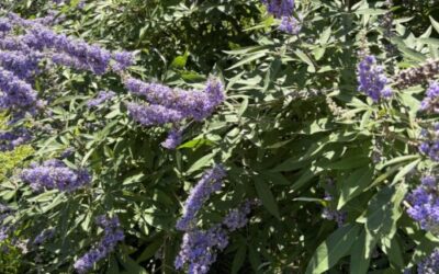 Plant of the Week: Vitex