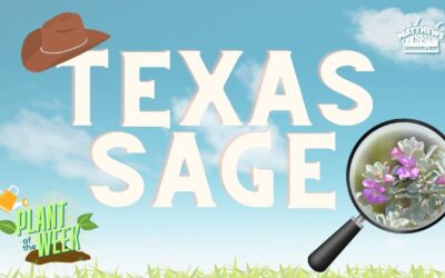Texas Sage: A Low Maintenance Bush for the Heat