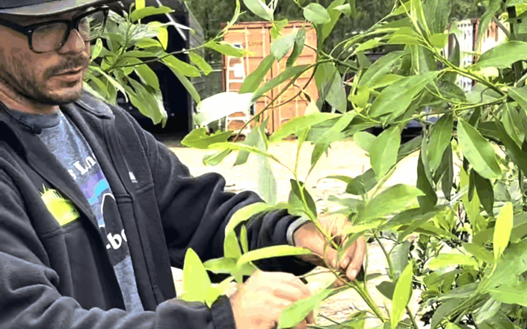 Plant of the Week: Sweetbay magonolia