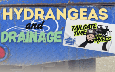 Hydrangeas and Drainage