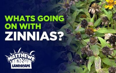 What’s Going on With Zinnias?