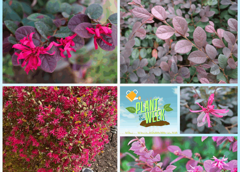 🌿 Plant of the Week: Loropetalum 🌿