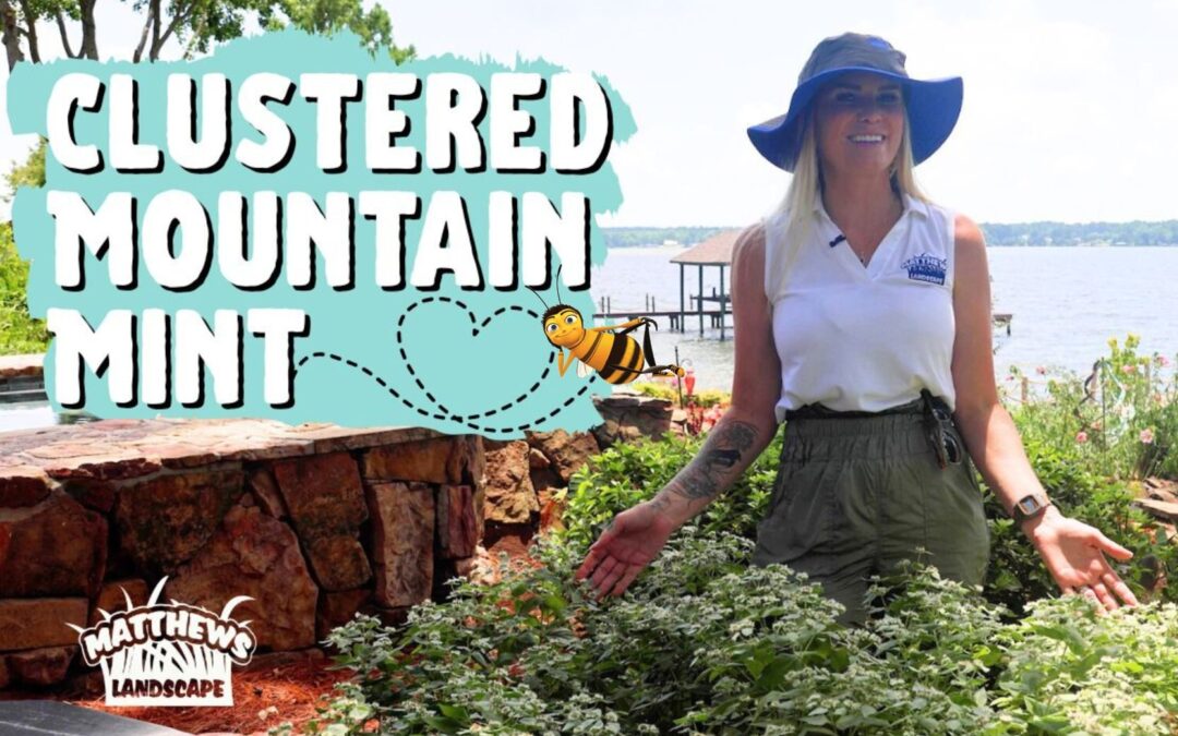 The Buzz Around Clustered Mountain Mint