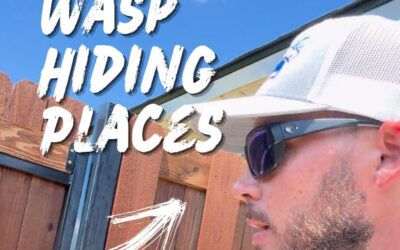 Wasp Hiding Places