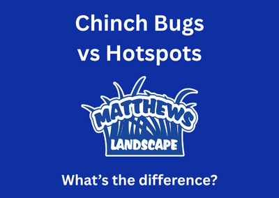 Chinch Bugs vs Hotspots: What’s the Difference?