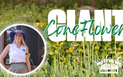 Giant Coneflower: A Native Perennial