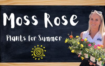 Plants for Summer: Moss Rose