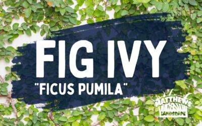 Plant of the Week: Fig Ivy