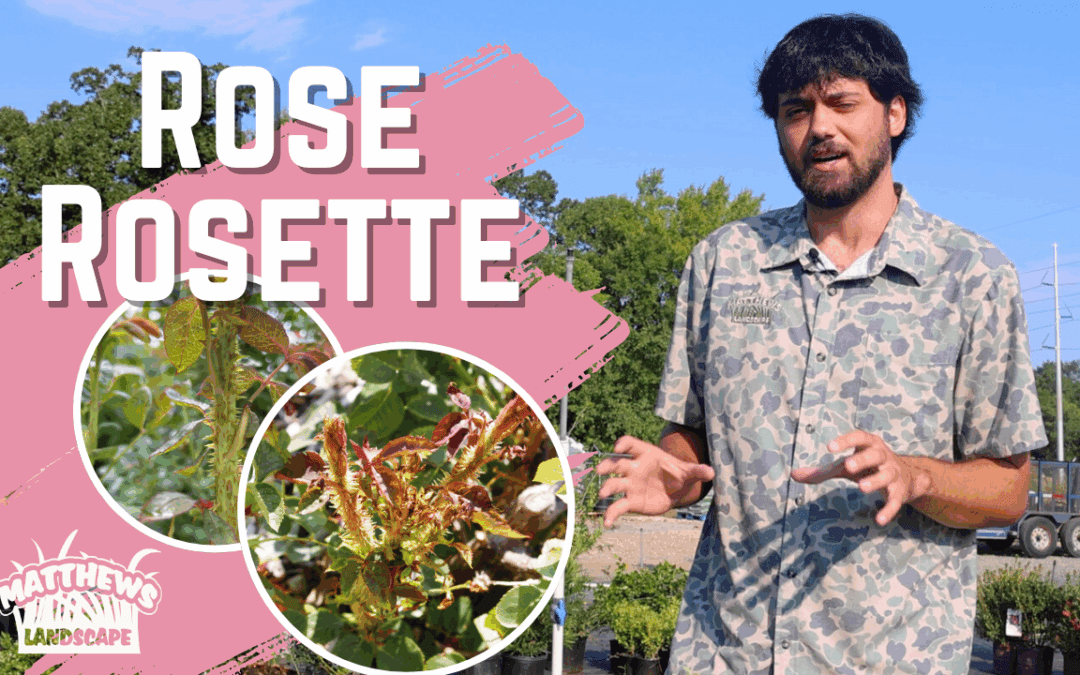 What is Rose Rosette Disease?