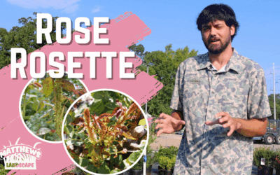 What is Rose Rosette Disease?