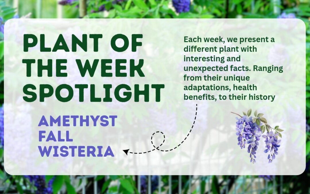 Louisiana Native Wisteria ‘Amethyst Falls’