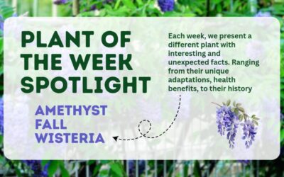 Louisiana Native Wisteria ‘Amethyst Falls’