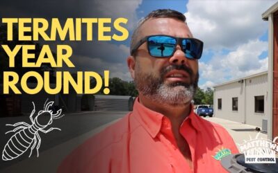 Termites Year Round