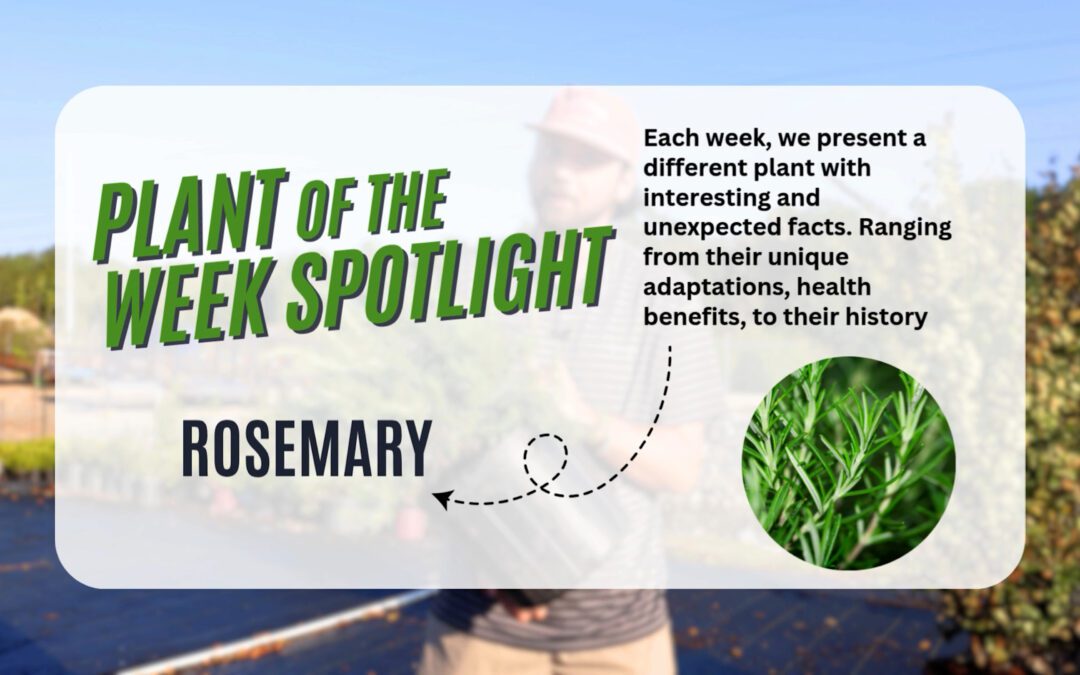 Plant of the Week: Rosemary