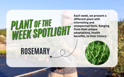 Plant of the Week: Rosemary