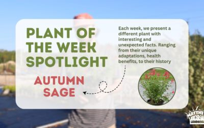 Plant of the Week: Autumn sage