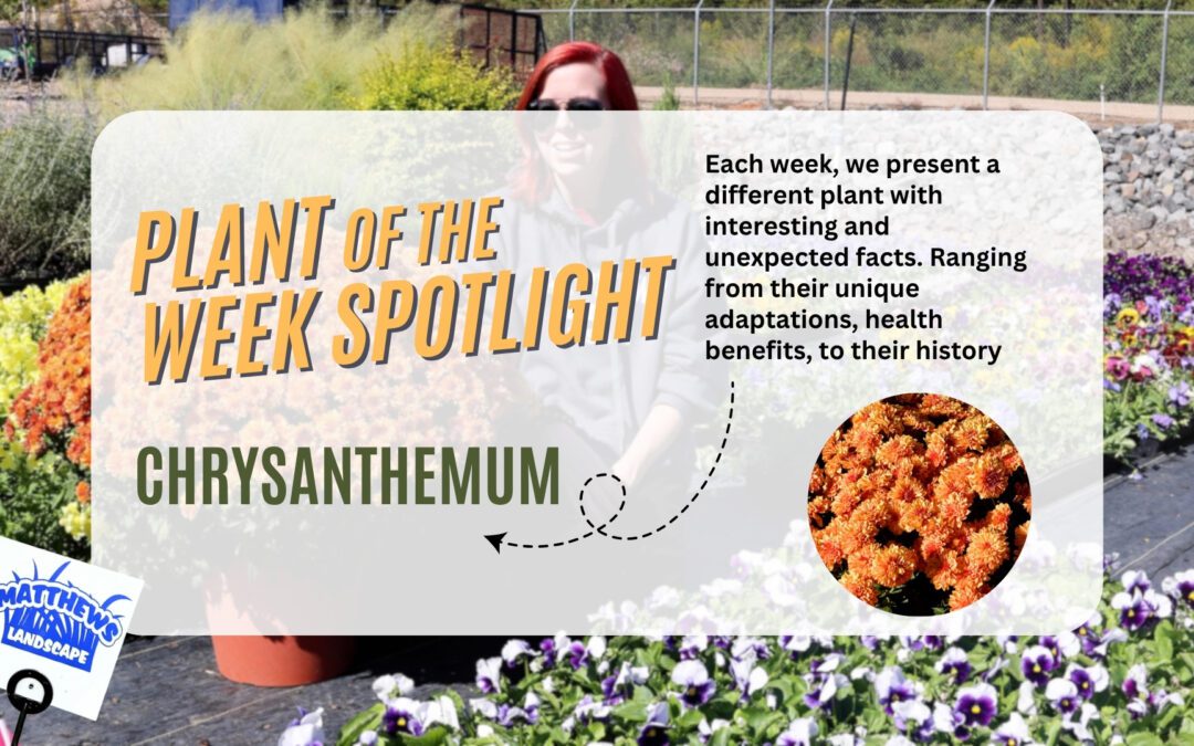 Plant of the Week: Garden Mum
