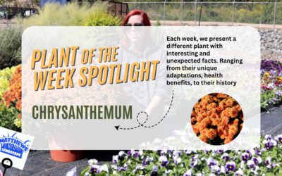 Plant of the Week: Garden Mum