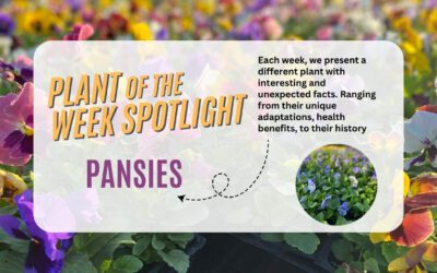 Plant of the Week: Pansies