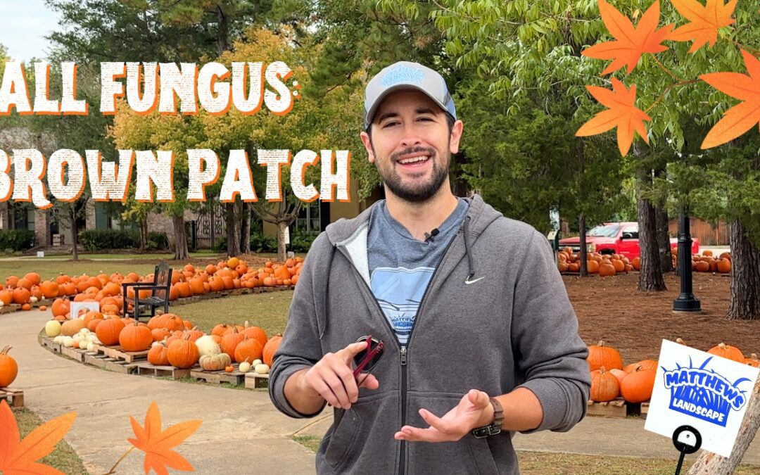 Fall Fungus: Brown Patch