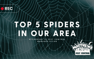 Top 5 Spiders in Our Area
