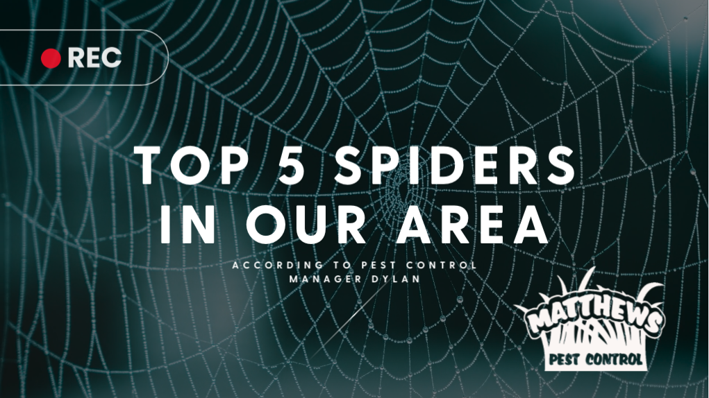 Top 5 Spiders in Our Area