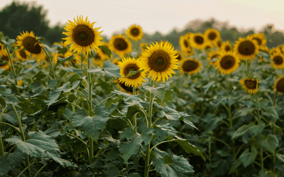 Plant of the Week: Sunflower