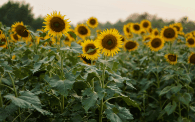 Plant of the Week: Sunflower