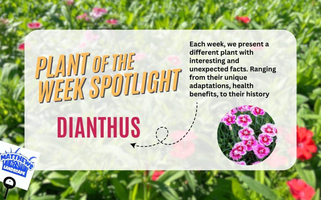 Plant of the Week: Dianthus